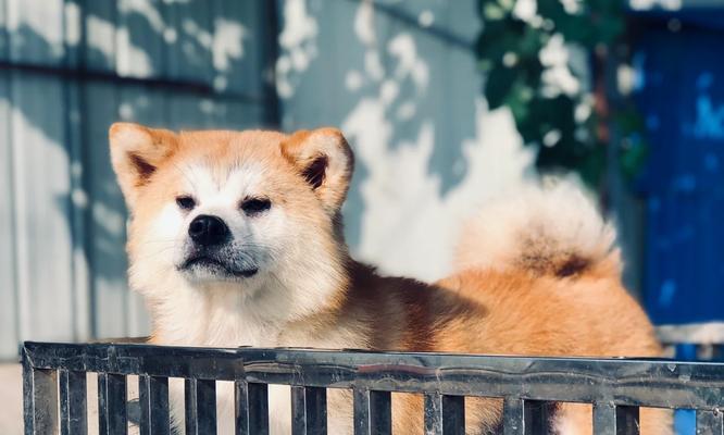 秋田犬地位不保，养犬人数逐渐减少的原因（挑战和现实）