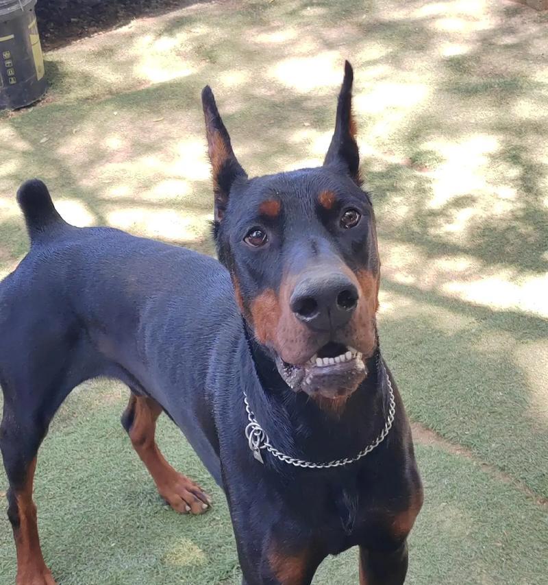 杜宾犬剪耳断尾的原因（了解为什么要给杜宾犬进行剪耳断尾手术）