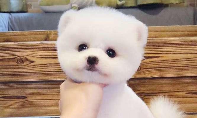 如何训练博美犬成为听话的宠物？（掌握训练小技巧，让博美犬成为你的忠实伙伴）