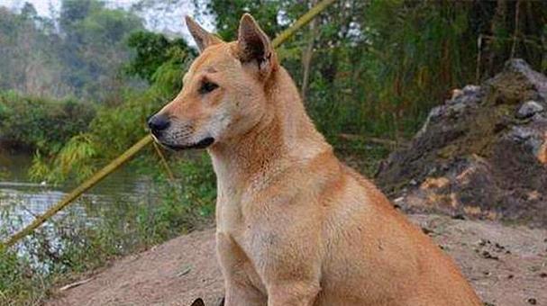 探究狗狗弃养率高的原因及中华田园犬的现状（解析狗狗被弃养的主要因素，探讨中华田园犬走向的出路）