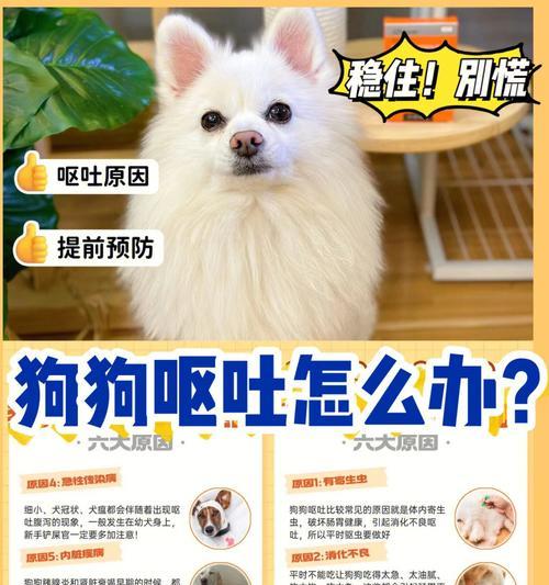 为什么狗狗会甩身体？（探索狗狗甩身体的原因及其表达兴奋的方式）