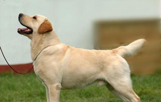 养拉布拉多犬的花费一览（了解养狗的经济负担和责任）