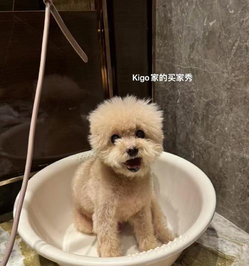 养一只泰迪犬的花费及建议（泰迪犬养育的费用分析与专家建议）