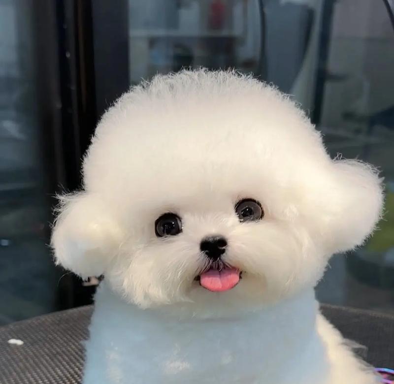 茶杯犬的繁殖与健康问题（了解茶杯犬的繁殖方式及常见健康问题，保护宠物的健康）