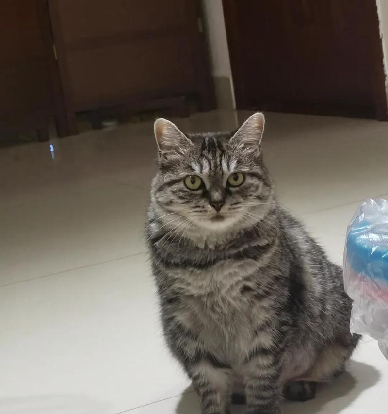 猫咪口吐白沫的原因与措施（保护宠物健康，及时应对猫咪口吐白沫的情况）