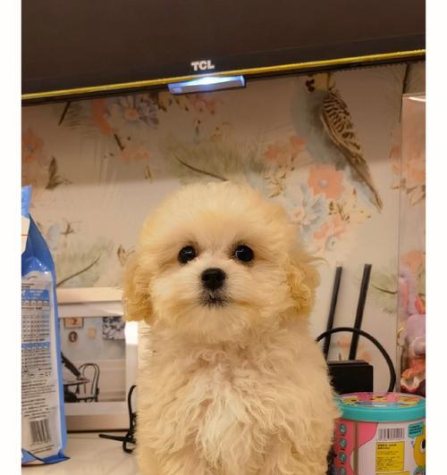 泰迪犬的日常饮食管理（探秘正确喂养泰迪的秘诀）