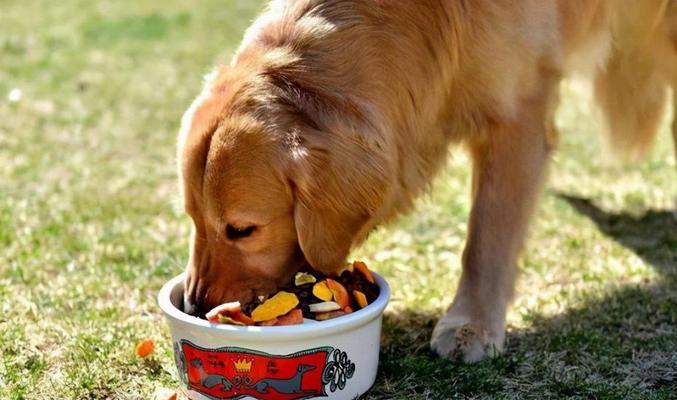 金毛犬的正确饲养方法（打造健康快乐的金毛犬生活）