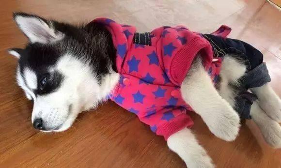 狗狗保暖措施大全（如何让你的爱犬在寒冷天气中保持温暖舒适）