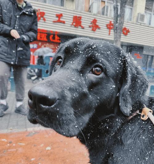 拉布拉多犬为何怕冷？——探究拉布拉多犬对寒冷环境的适应能力（拉布拉多犬的寒冷适应性和生存温度范围）