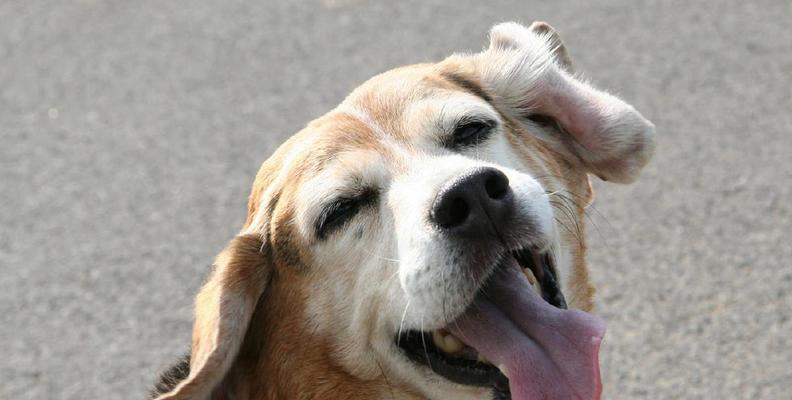 长寿犬种（揭秘狗界寿命长的六大品种，选择它们成为家人）