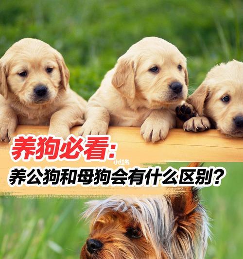 铲屎官的指南（铲屎官的责任与方法，）