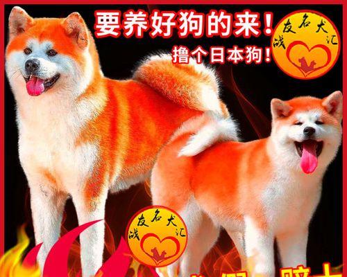 秋田犬价格与选择攻略（了解秋田犬价格及如何选择纯种健康的秋田犬）