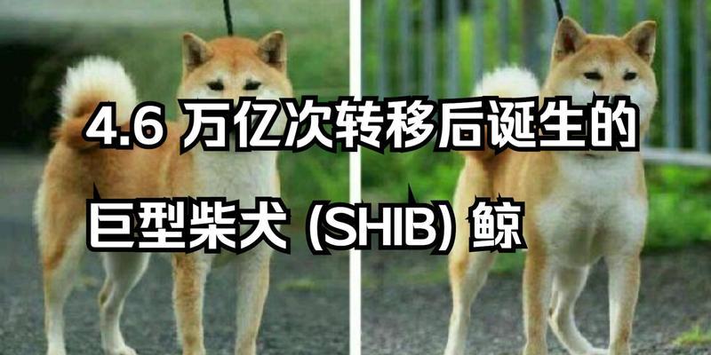 柴犬价格与性格大揭秘！（了解柴犬的价格和性格特点，选一只适合你的可爱伙伴！）