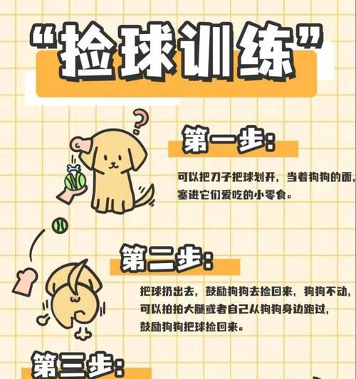 如何养育和训练3个月大的金毛犬（培养健康快乐的宠物犬，金毛犬训练技巧与经验分享）