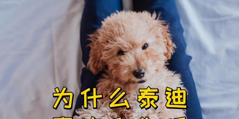 让泰迪在床上睡，享受与狗狗一起睡眠的好处（打造舒适的床铺，促进人与泰迪的亲密关系）
