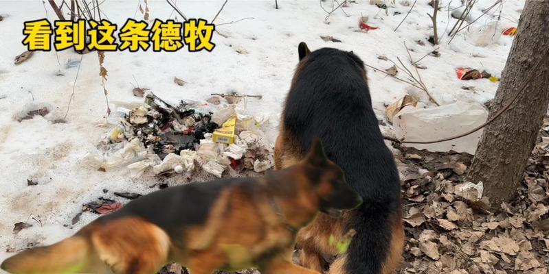 为什么很少有人养德牧？（探讨德国牧羊犬饲养的原因与挑战）