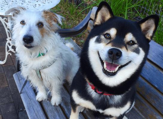 柴犬的寿命与影响因素（揭秘柴犬的寿命之谜，关键因素解析）