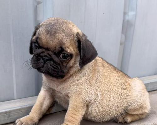新家的小八哥犬（小八哥犬刚到家，如何照顾和培养？关注这些重点！）