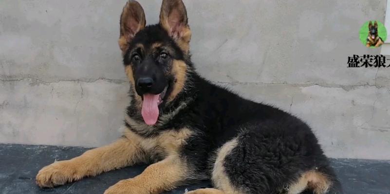 如何选择和判断幼犬德国牧羊犬的价格？（以什么为准确判断德牧幼犬的价格和品质）