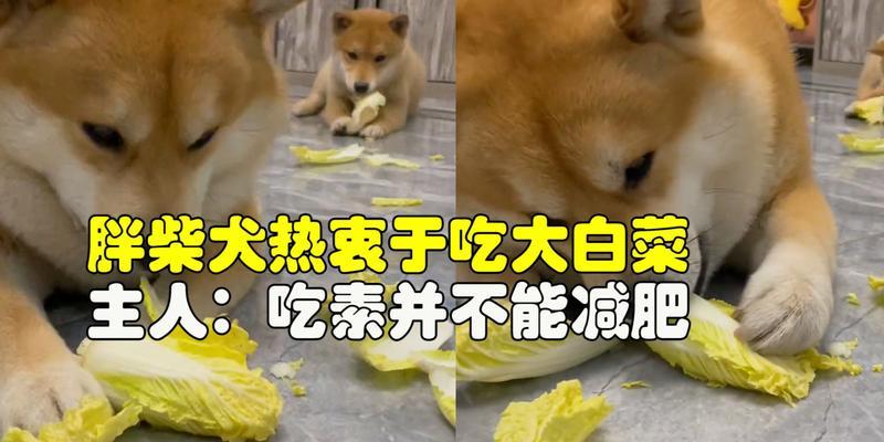 柴犬的饮食需求及科学喂养方法（了解柴犬的日常饮食量和喂养技巧，让您的宠物更健康）