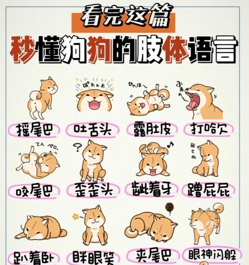 狗狗知识大揭秘（从这15条“狗狗知识”告诉你养狗的窍门）