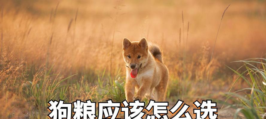 狗狗每天需要多少狗粮才合适？（寻找适合狗狗的饮食量）