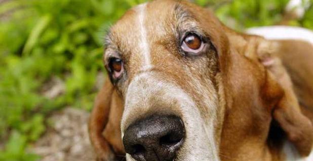 挑战与乐趣（了解巴吉度犬的特殊需求与喜好，让你成为优秀的养犬人）