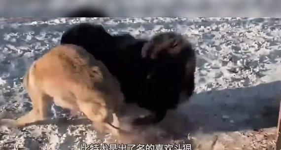 藏獒vs比特犬（两大犬种之间的激烈竞争及各自优势的探讨）