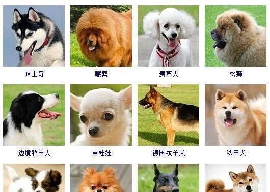 贵宾犬的价格（揭开贵宾犬价格的真相，了解贵宾犬的市场行情）