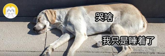 如何判断狗狗是否发烧？（观察体温、行为和食欲变化，了解狗狗健康状况）