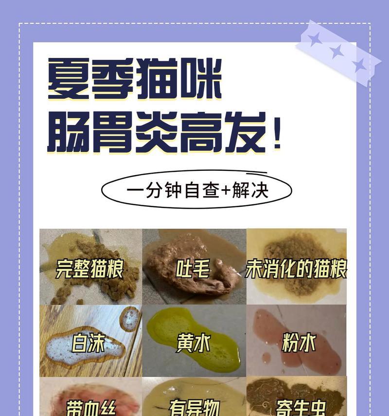 猫咪生病了怎么办？（猫咪看病需要多少钱？如何帮助猫咪恢复健康？）