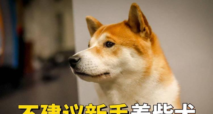 柴犬的高价背后有何原因？（探究柴犬价格背后的秘密，便宜的柴犬是否可靠？）