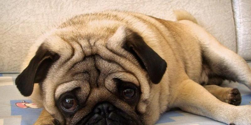 巴哥犬的性格特征与养护知识（了解巴哥犬的性格特点和如何正确养护）