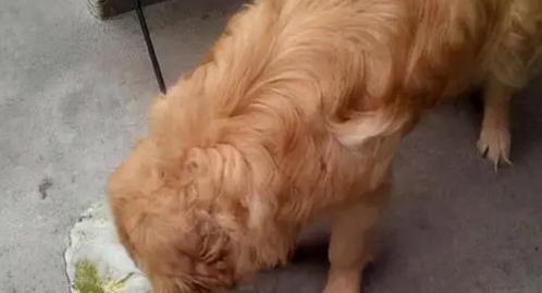 狗狗吐白色粘液的处理方法（狗狗吐白色粘液可能的原因及应对措施）