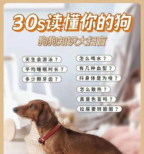 科学喂养，让狗狗健康饮水（合理饮水量的重要性及科学喝水的方法）