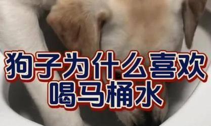 狗狗每天需要多少水才健康？（水的重要性与狗狗的饮水需求量）