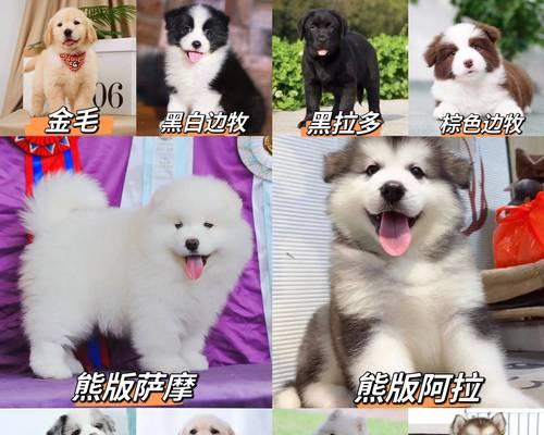 如何判断猫舍是否靠谱？（了解正规的猫舍，新手不容错过）