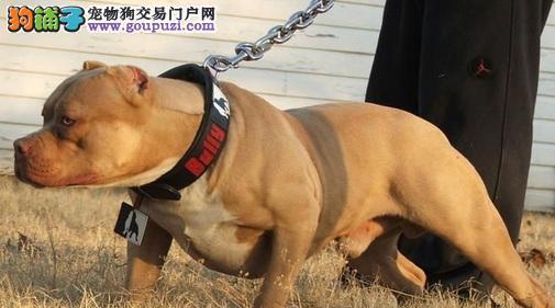 宠物狗绝育费用及相关注意事项（了解绝育费用对于养狗人士至关重要）