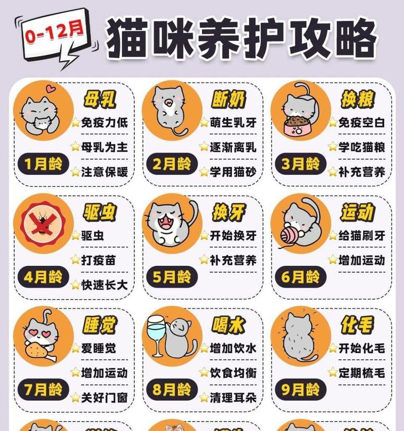 龙猫的饲养指南（了解龙猫的特性和饲养方法，让你成为专业养龙猫达人）