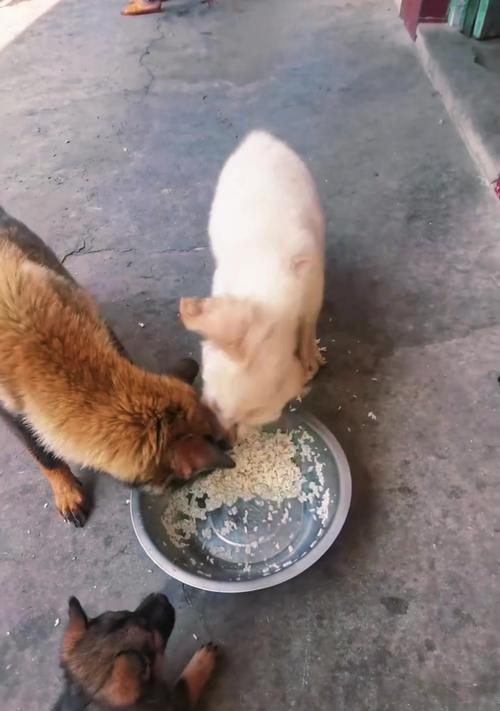 金毛犬的饮食和性格特点（了解金毛犬的饮食需求和温和友好的性格特点）
