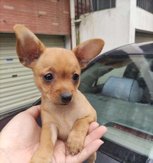 小鹿犬——最佳家养狗种选择（小鹿犬的优点与养护指南）