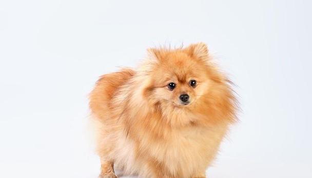 博美俊介犬价格高的原因及血统纯正的重要性（探寻博美俊介犬的价格和纯正血统的价值）
