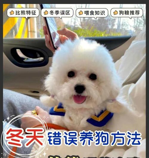 科学喂养比熊的关键要点（新手家庭如何正确照顾比熊，关键是喂养）