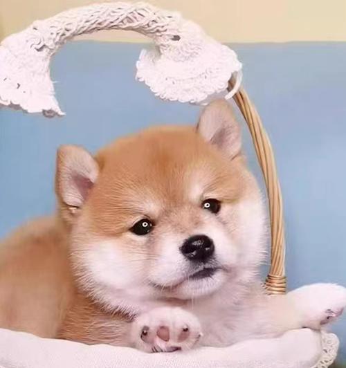 成年柴犬标准体型（了解柴犬的理想体型及其重要性）