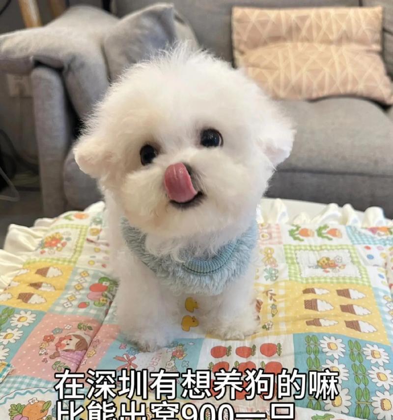 养比熊的准备和注意事项（新手养比熊需注意的事项及准备工作）