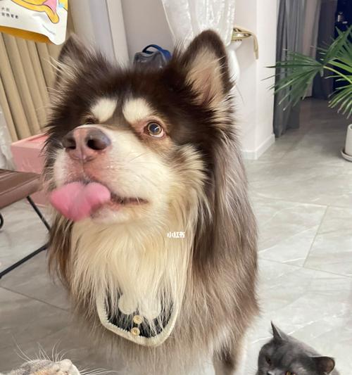 茶杯犬（探寻茶杯犬的由来及其魅力所在）