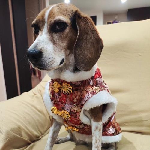 比格犬（以深受美国与日本人喜爱的比格犬的优缺点一览）