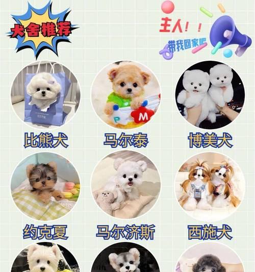 博美幼犬的合理饮食量（根据表现及体质来确定饲喂量，养宠必备知识）