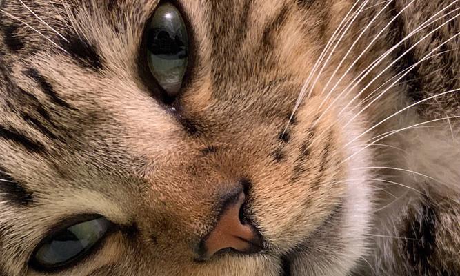 揭秘猫咪流口水的原因！（猫咪流口水的4个原因及时刻！）