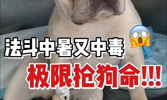 夏天狗狗中暑的六大迹象（了解中暑症状，保护宠物健康）